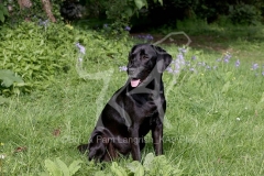 Retriever - Black Labrador