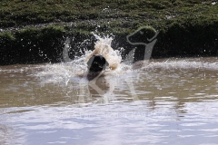 Retriever - Black Labrador