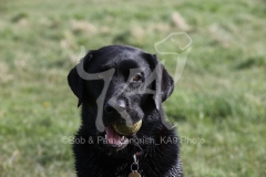Retriever - Black Labrador