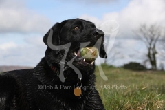 Retriever - Black Labrador