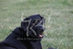Retriever - Black Labrador