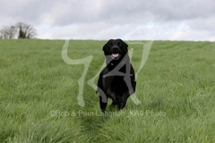 Retriever - Black Labrador