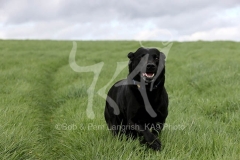 Retriever - Black Labrador