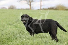 Retriever - Black Labrador