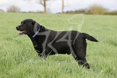 Retriever - Black Labrador