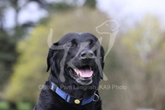 Retriever - Black Labrador