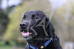 Retriever - Black Labrador