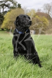 Retriever - Black Labrador