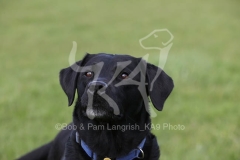Retriever - Black Labrador
