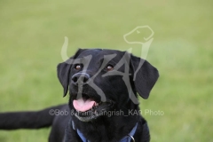 Retriever - Black Labrador