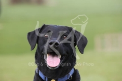 Retriever - Black Labrador