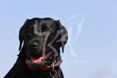 Retriever - Black Labrador