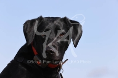 Retriever - Black Labrador