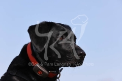 Retriever - Black Labrador