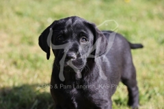 Retriever - Black Labrador