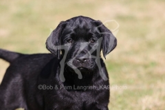 Retriever - Black Labrador