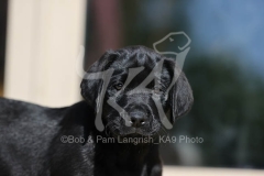 Retriever - Black Labrador