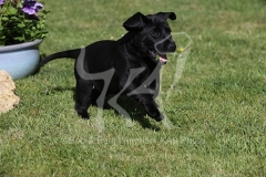 Retriever - Black Labrador