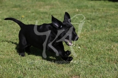 Retriever - Black Labrador