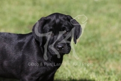 Retriever - Black Labrador