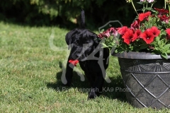 Retriever - Black Labrador