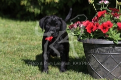 Retriever - Black Labrador
