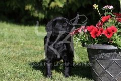 Retriever - Black Labrador