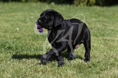 Retriever - Black Labrador