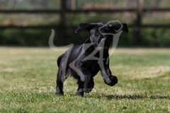 Retriever - Black Labrador