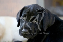 Retriever - Black Labrador