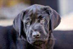 Retriever - Black Labrador