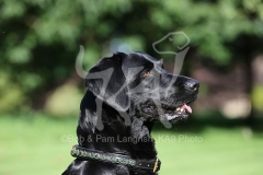 Retriever - Black Labrador