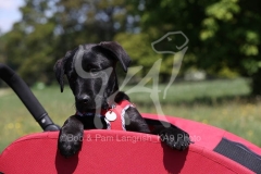 Retriever - Black Labrador