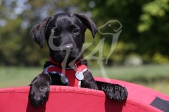 Retriever - Black Labrador