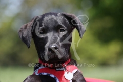 Retriever - Black Labrador