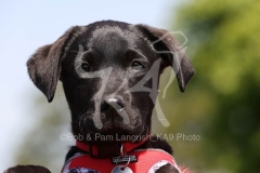 Retriever - Black Labrador