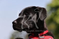 Retriever - Black Labrador