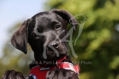 Retriever - Black Labrador