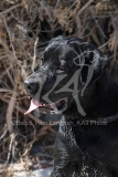 Retriever - Black Labrador