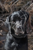 Retriever - Black Labrador