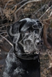 Retriever - Black Labrador