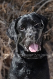 Retriever - Black Labrador