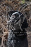 Retriever - Black Labrador