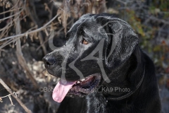 Retriever - Black Labrador