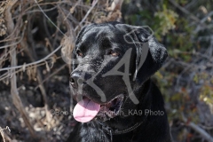 Retriever - Black Labrador
