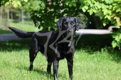 Retriever - Black Labrador