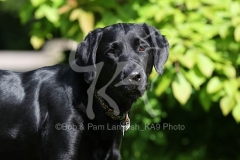 Retriever - Black Labrador