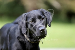 Retriever - Black Labrador