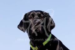 Retriever - Black Labrador