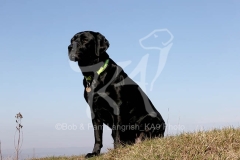 Retriever - Black Labrador